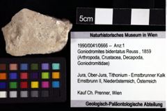 Foto (Objket + Etiketten) von Goniodromites bidentatus (Reuss, 1859) 